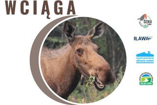 Żabie Uroczysko w Iławie