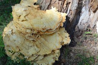 Jakie grzyby zbierać wiosną? 