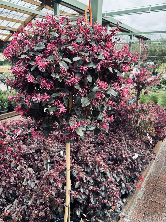 Loropetalum chińskie