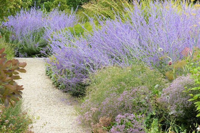 Perowskia łobodolistna