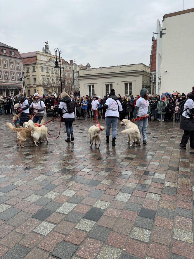 Golden Retriever WOŚP w Poznaniu