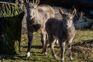 W łódzkim zoo zamieszkały koziorożce syberyjskie