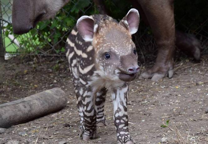 Oto bulwa - mały tapirek, który urodził się w poznańskim zoo