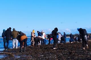 Poszukiwacze bursztynu na świnoujskiej plaży