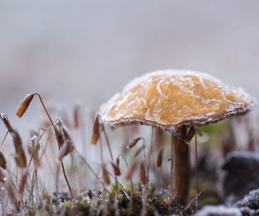 Grzyby po przymrozkach