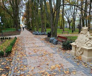 Akcja ratowania siedleckich kasztanowców w Aleksandrii potrwa przez kilka dni, do piątku 18 października włącznie.