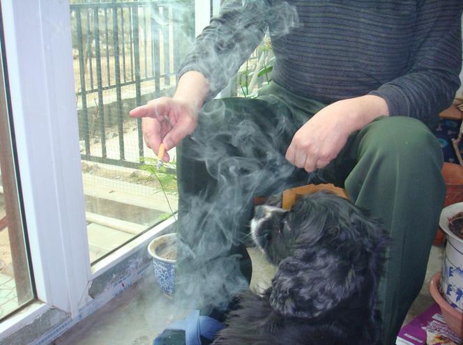 Ten pies jest nałogowym palaczem