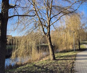 Pierwsze oznaki wiosny w Olsztynie. W mieście są już pąki na drzewach