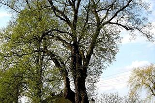 118. Kobylanka (2022 r. - 60.)