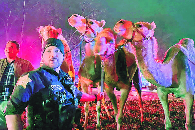 Ratowali zebry na autostradzie