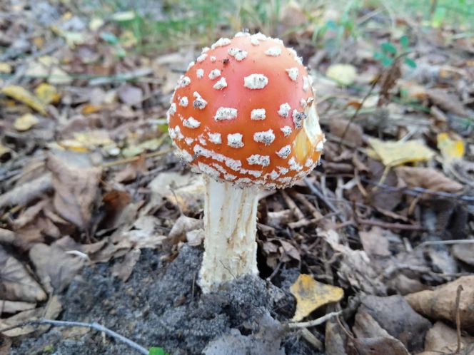 Grzyby, grzybobranie w okolicach Siedlec