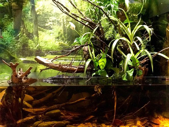 Rozmawiamy z Tomaszem Wiśniewskim, założycielem Aqua Dreams Bydgoszcz