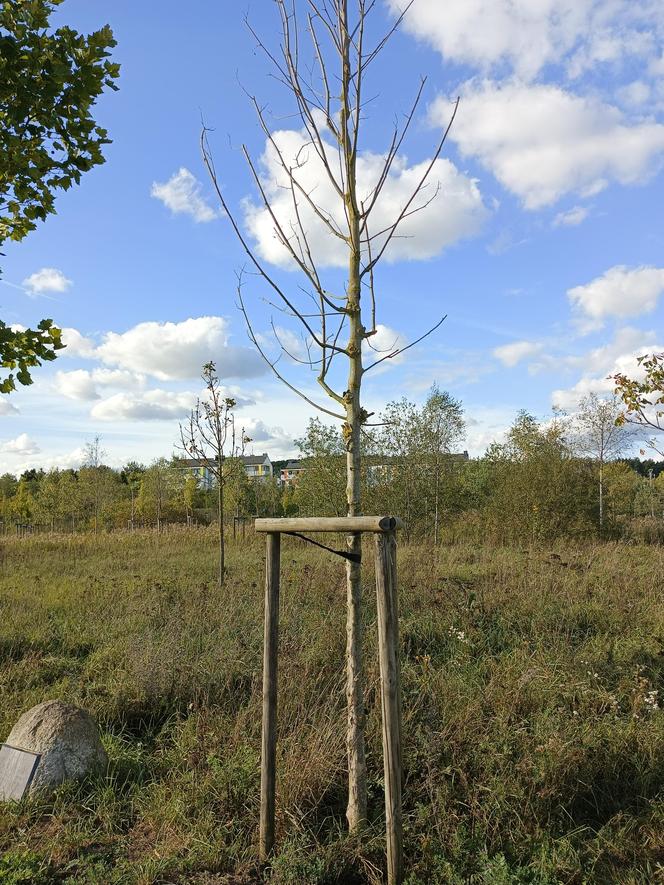 Gaj Matek i Ojców w Gdańsku zaniedbany. Miał być symboliczny park, są uschnięte drzewa i wysoka trawa