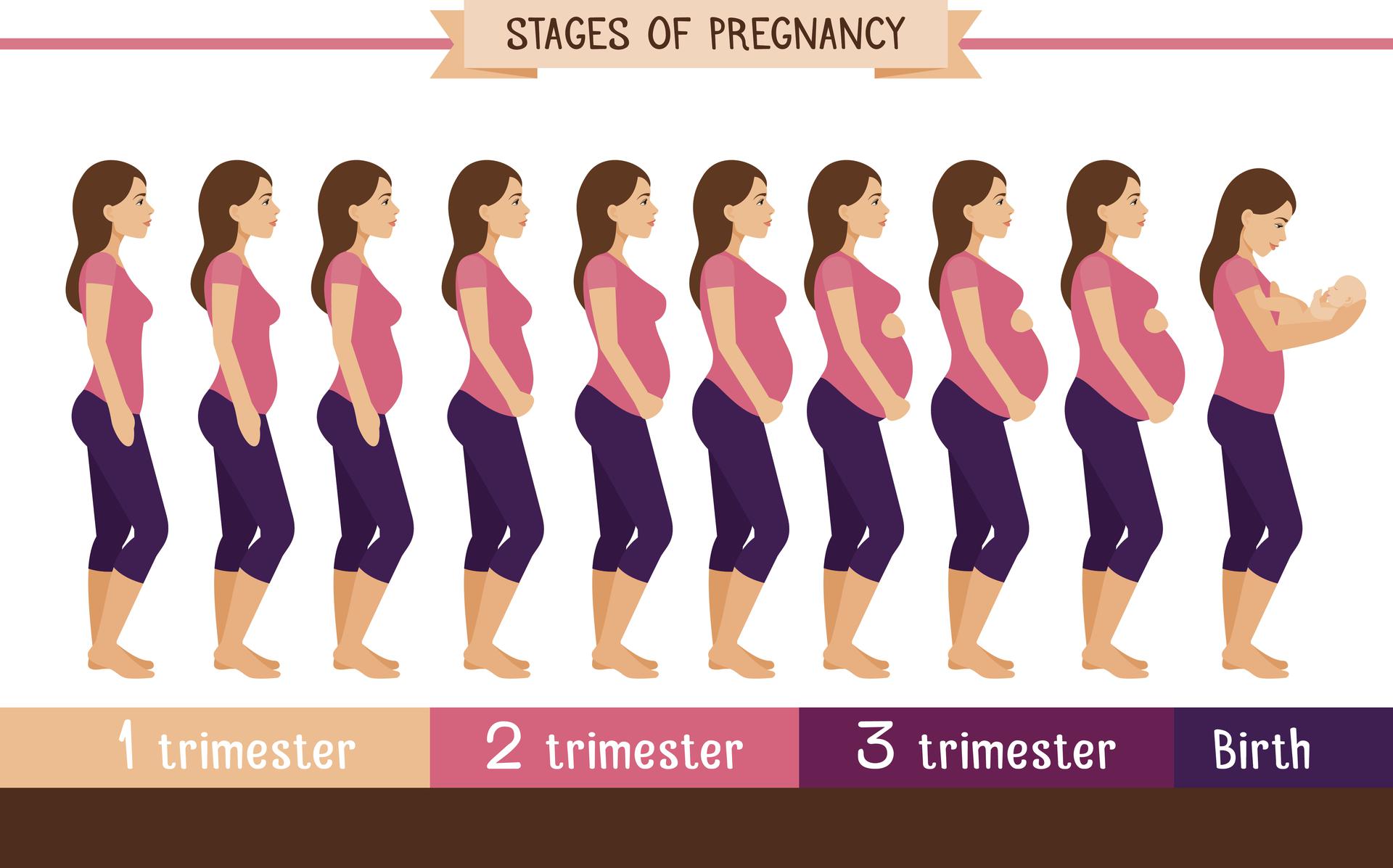 На какой неделе беременности растет животик. Этапы беременности. Этапы беременности по месяцам. Размер живота у беременных по месяцам. Срок беременности по животу.