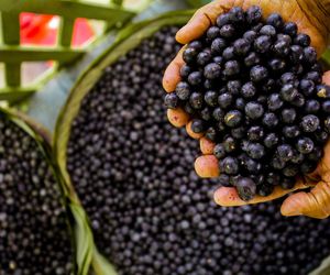 Wspierają serce i mózg, pochłaniają cukier, zapobiegają nowotworom? Zapomniane jagody wracają do łask