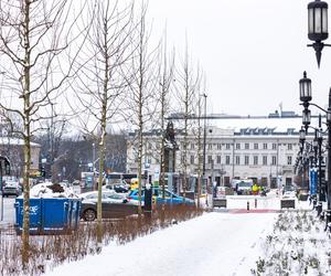 Nowe drzewa i krzewy na placu Bankowym w Warszawie, grudzień 2023 r.