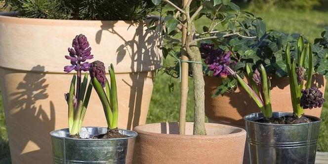 Rośliny cebulowe: gdzie posadzić cebule - hiacynty w donicach