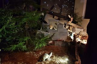 Stajenka w kościele Świętych Apostołów Piotra i Pawła w Tarnowskich Górach