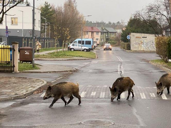 Dziki na Osowej Górze