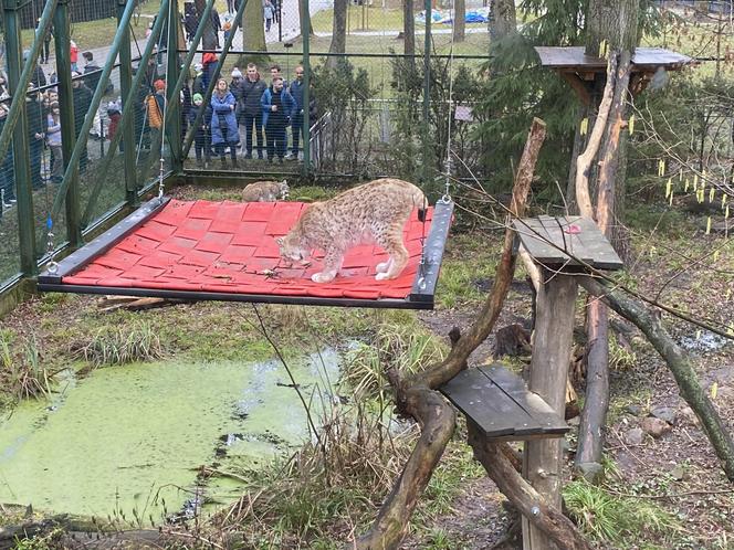 Dzień kota w łódzkim zoo. To doskonała okazja na obserwowanie nowego osobnika