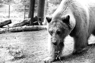 Miś Baloo z poznańskiego ZOO nie żyje. Z 12 lat swojego życia ostatnich osiem spędził w Poznaniu