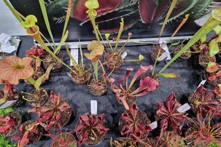 Egzotyczny świat zawitał do Bydgoszczy! ZooEgzotyka 2025 i Targi Akwarystyki przyciągnęły tłumy