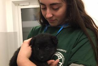 To nie miś, to piesek