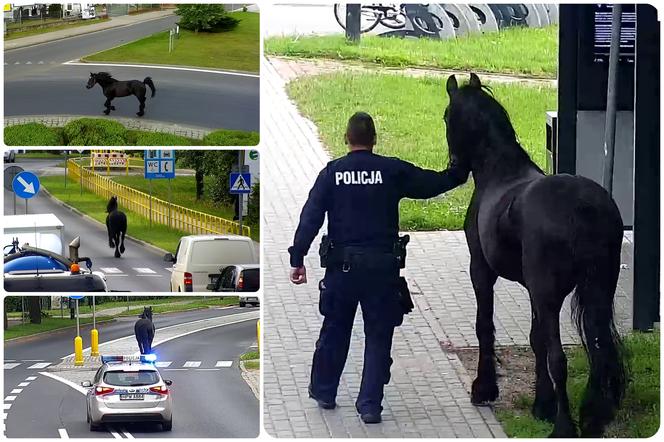 Konik na gigancie. Niecodzienna akcja w centrum Szczecinka [ZDJĘCIA, WIDEO]