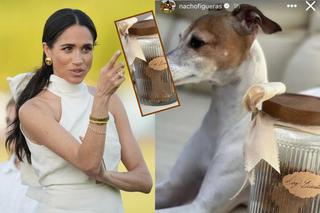 Meghan Markle produkuje... karmę dla psów! Księżna to kobieta-orkiestra
