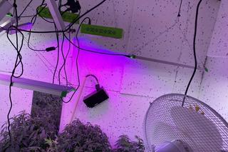 Breaking Bed w mazurskim miasteczku. Mężczyzna zrobił plantację konopi… w przyczepie [ZDJĘCIA]