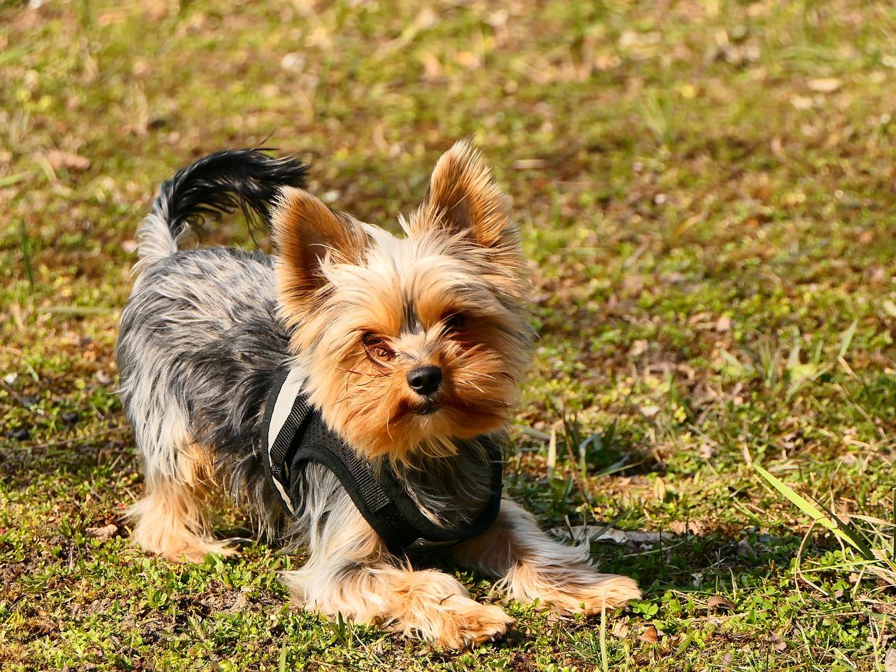 Dwa psy ZAGRYZIONE, a 10-latka u psychologa? NIESAMOWITY finał sprawy z Gorzowa Wielkopolskiego!