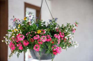 9 najpopularniejszych kwiatów wiszących na taras - to z nich stworzysz kolorowe kaskady!