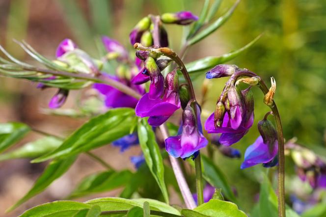 Groszek wiosenny - Lathyrus vernus