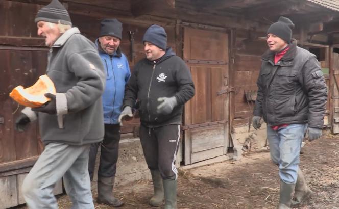 Rolnicy. Podlasie. Karmienie zwierzą dyniami i sianem. Gienek docinał Sławkowi