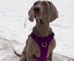 Przejechali mu psa oplem. Zabili moją Sunię