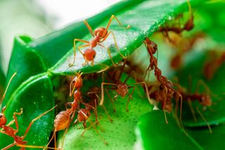 Mrówki atakują Twój ogród i mieszkanie? Chodzą wszędzie i nie sposób się ich pozbyć? Pomoże Ci babciny sposób. Wszystko czego potrzebujesz masz w kuchni
