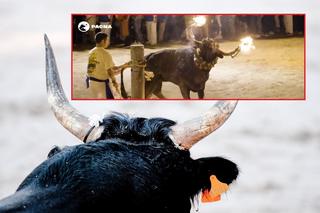 Koszmarny zwyczaj w Hiszpanii: podpalają rogi byka