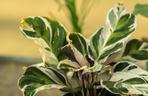 Kalatea 'Fusion White' (Calathea 'Fusion White')