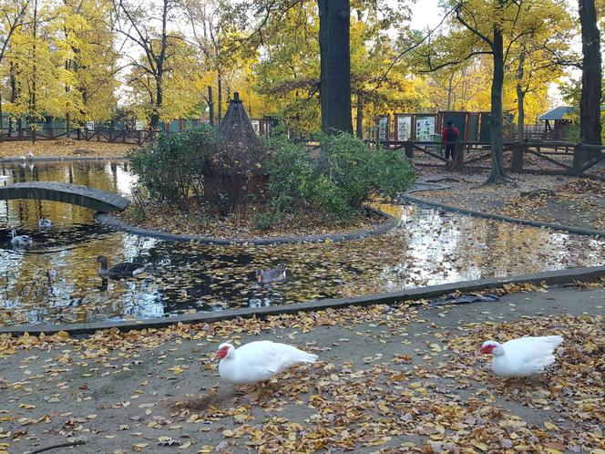 Park 1000-lecia w Lesznie na chwilę przed zachodem słońca