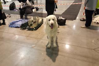 EXPO SILESIA DOG SHOW 2017