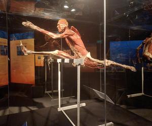 Wystawa Body Worlds w Szybie Wilson w Katowicach