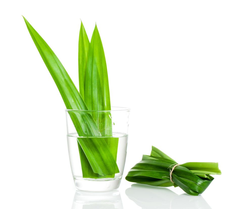 PANDAN ma wiele właściwości, dlatego znalazł zastosowanie nie tylko w kuchni.