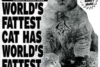 World Weekly News: Najgrubszy kot świata