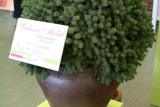 Świerk kłujący ‘Śleszyn’ - Picea pungens ‘Śleszyn’