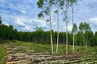 Kontrowersyjna wycinka w Mysłowicach zatrzymana!