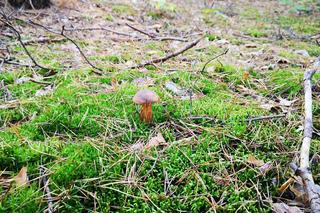 Grzybobranie 2022. Zobaczcie niesamowite zdjęcia naszych Czytelników 