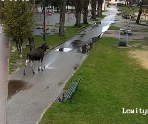 Łoś na placu zabaw w Pabianicach! Ogromne zwierzę trzeba było eskortować [ZDJĘCIA]