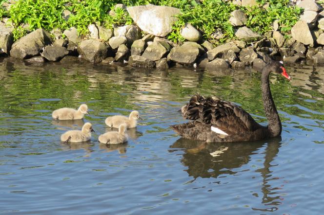 Lubelskie: Są naprawdę słodkie! Zobaczcie małych mieszkańców zamojskiego zoo [GALERIA]