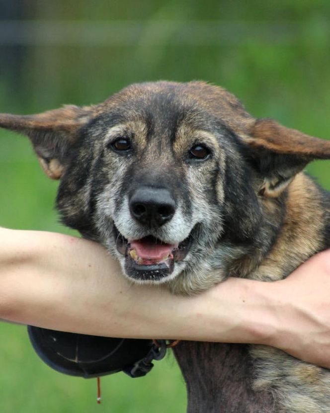 Pamiętacie Figę? Skrajnie zaniedbana suczka nie wróci do swoich właścicieli