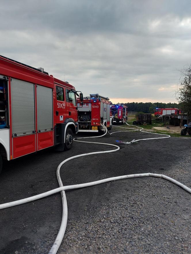 Potężny pożar kurnika w pow. radzyńskim Padło kilka tysięcy zwierząt. Zobacz